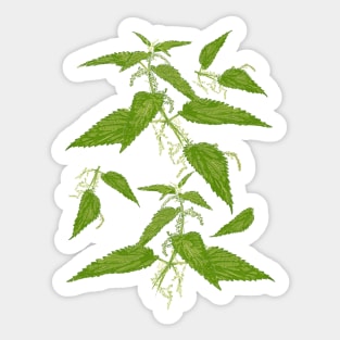 Caution, stinging nettle! Sticker